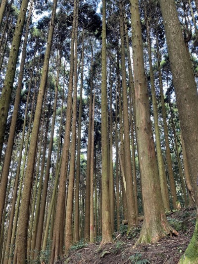 加里山步道 (林業保育署新竹分署提供)